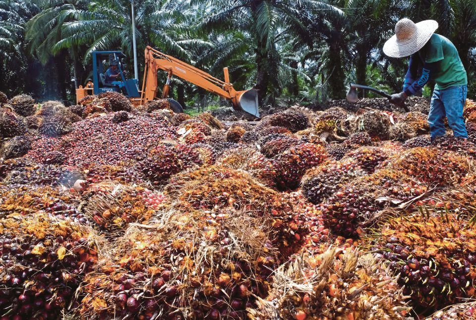 Sebutkan 10 Contoh Sumber Daya Alam yang Ada di Kalimantan Timur​, Bukan Hanya Batu Bara !