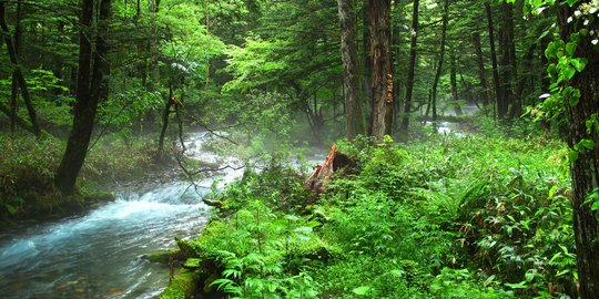 6 jenis hutan di indonesia beserta ciri cirinya