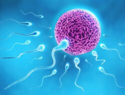 Perbedaan Spermatogenesis dan Oogenesis, Berikut Selengkapnya !