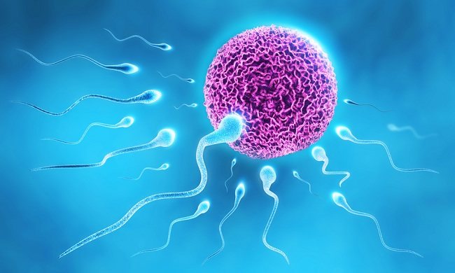 Perbedaan Spermatogenesis dan Oogenesis