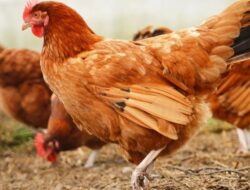 Jelaskan Syarat Ayam Petelur yang Akan Dipelihara, Perhatikan Syarat Ini !