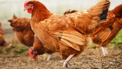 Jelaskan Syarat Ayam Petelur yang Akan Dipelihara