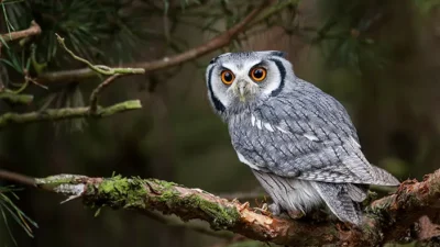 Mengapa Burung Hantu Menguntungkan Bagi Petani