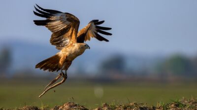 Cara Aliran Energi Melalui Rantai Makanan