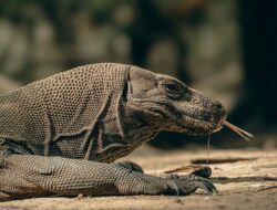 Apa Perbedaan Karakteristik Fauna di Indonesia Bagian Barat dengan Indonesia Bagian Timur ? Begini Penjelasannya
