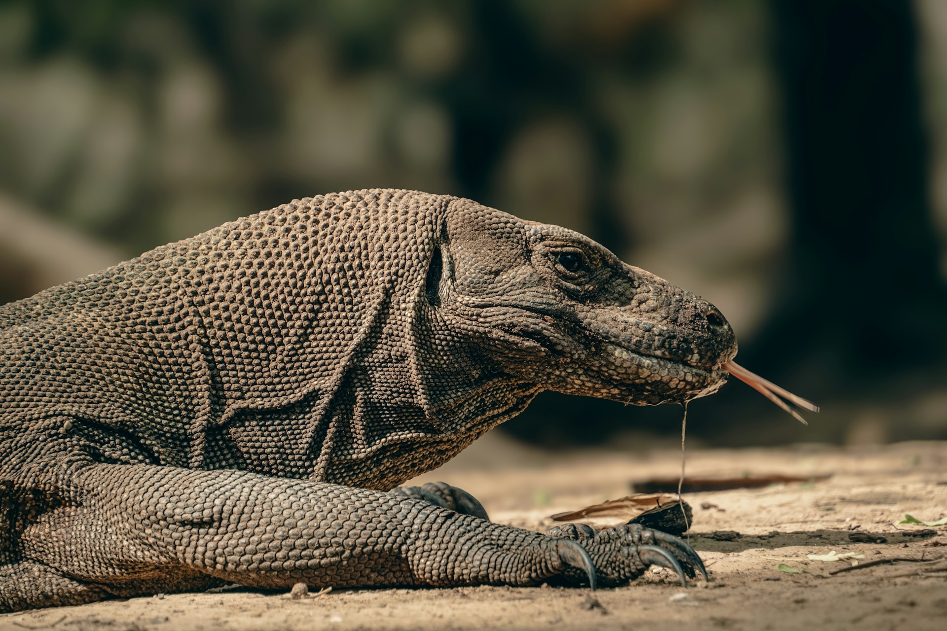 Apa Perbedaan Karakteristik Fauna di Indonesia Bagian Barat dengan Indonesia Bagian Timur